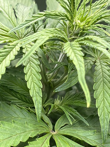 Growreport Bild 25