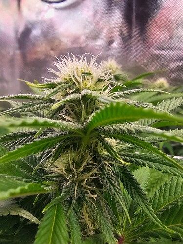 Growreport Bild 1