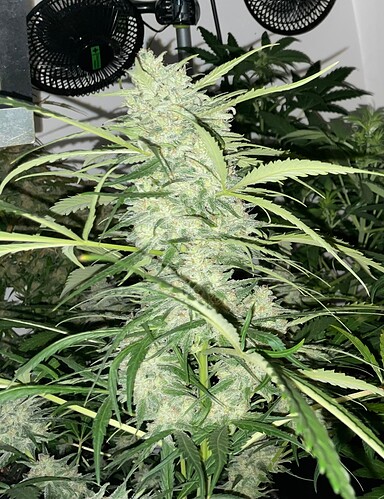 Growreport Bild 3
