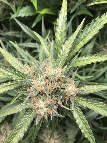 Growreport Bild 7