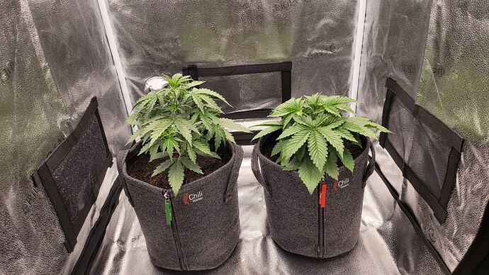 Growreport Bild 1