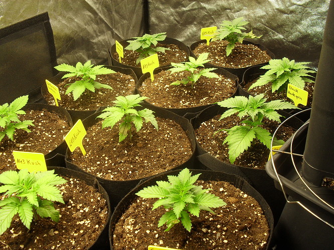 Growreport Bild 1