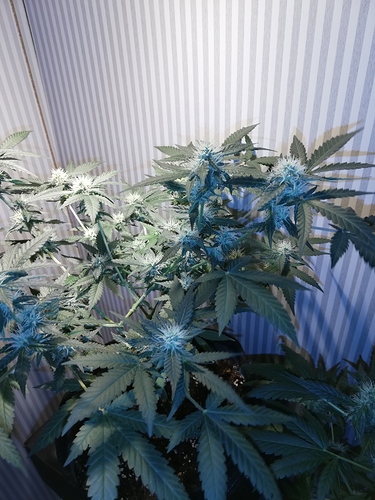 Growreport Bild 3