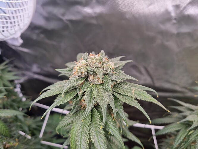 Growreport Bild 33
