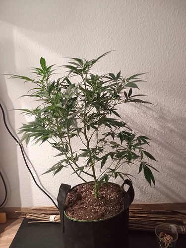 Growreport Bild 9