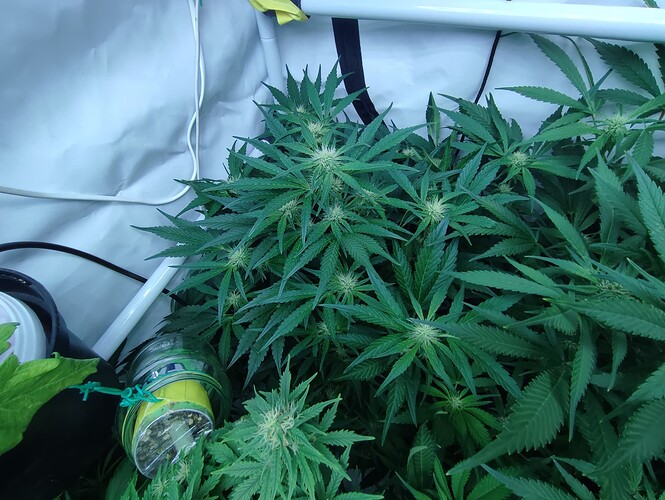 Growreport Bild 58