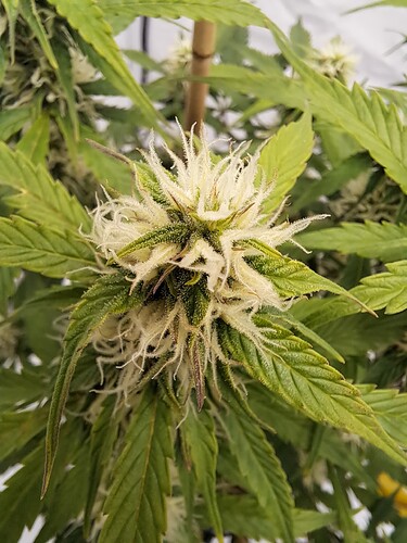 Growreport Bild 7