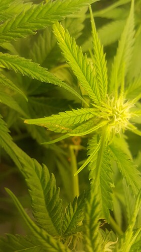 Growreport Bild 6