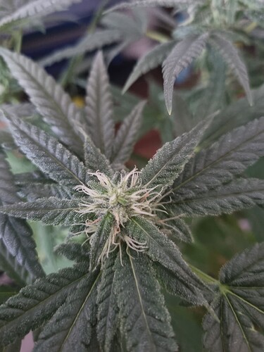 Growreport Bild 6