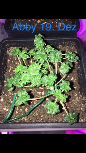 Growreport Bild 4