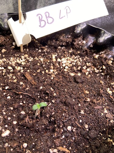 Growreport Bild 30