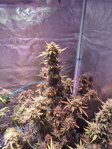 Growreport Bild 5