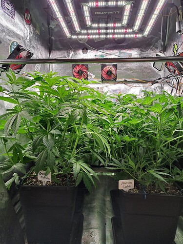 RUID5658a6ddeaa34908b7ede378af8c123d