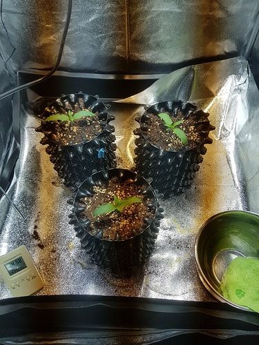 Growreport Bild 28