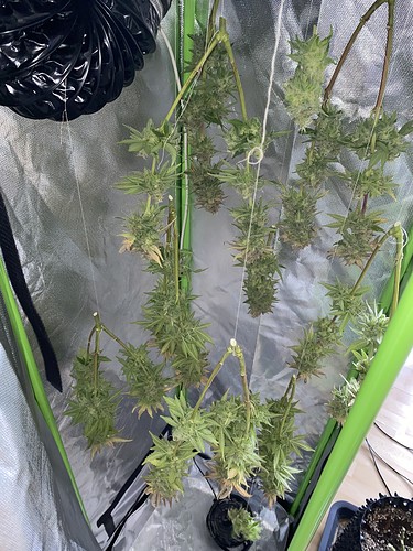 Growreport Bild 5