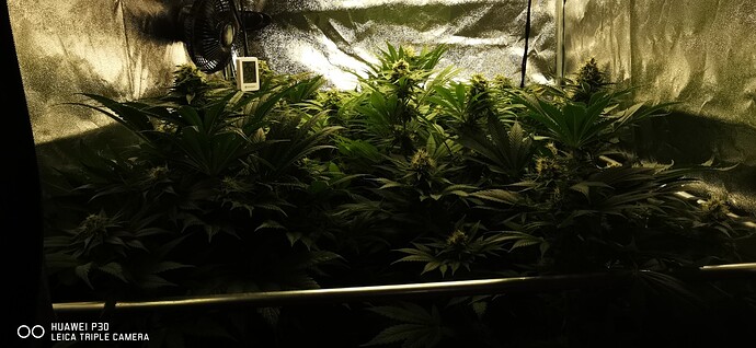 Growreport Bild 17