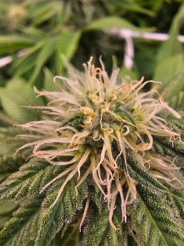 Growreport Bild 4