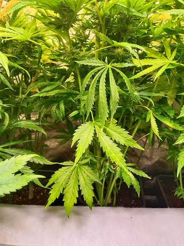 WhatsApp Image 2021-02-12 at 10.41.11 (1)