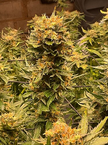 Growreport Bild 9