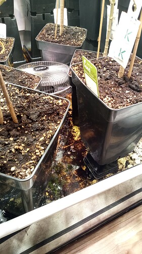 Growreport Bild 7