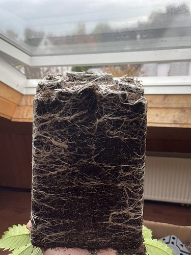 Growreport Bild 28