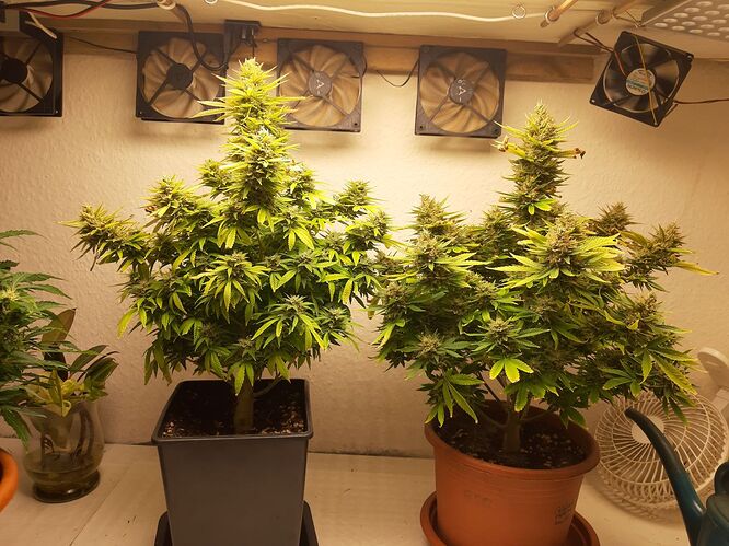 Growreport Bild 1