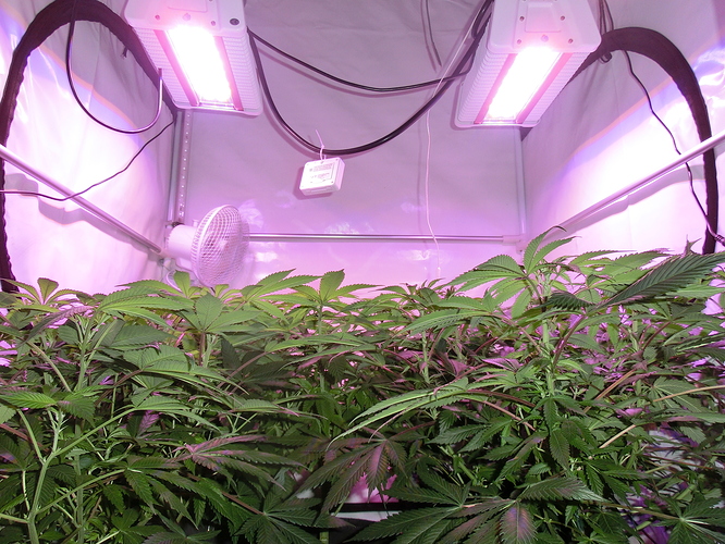 Growreport Bild 5