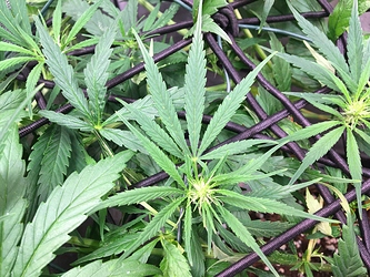 Growreport Bild 5
