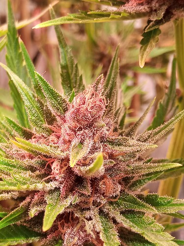 Growreport Bild 1