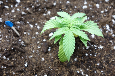 Ein junger Cannabis-Sämling mit mehreren Blättern, der in dunkler Erde mit Perlit wächst. Links neben der Pflanze ist ein kleiner blauer Markierungsstab zu sehen.
