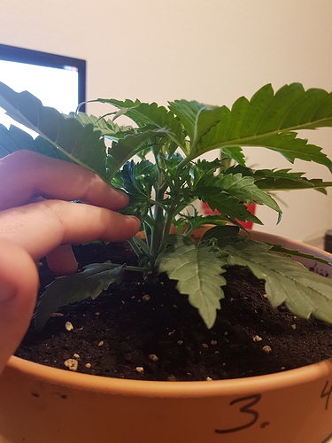 Growreport Bild 8