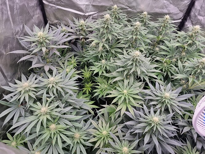 Growreport Bild 4