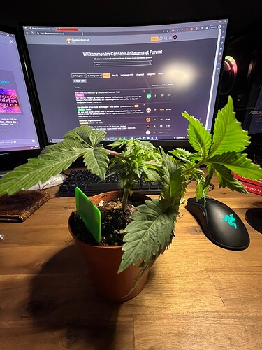 Growreport Bild 5