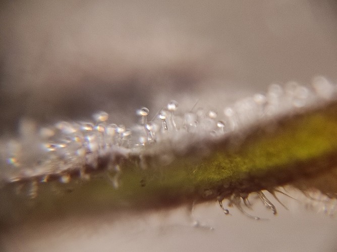 Growreport Bild 24