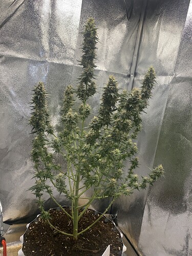 Growreport Bild 3