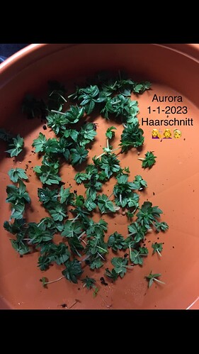 Growreport Bild 7