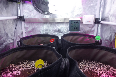 Vier Stofftöpfe mit Erde und jungen Keimlingen in einer Growbox. Ein Thermometer zeigt 25.9°C und 52% Luftfeuchtigkeit an.