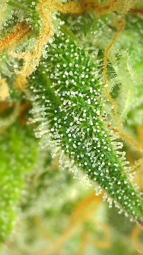 Growreport Bild 9