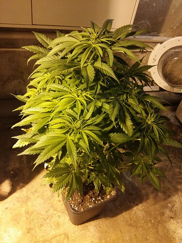Growreport Bild 11
