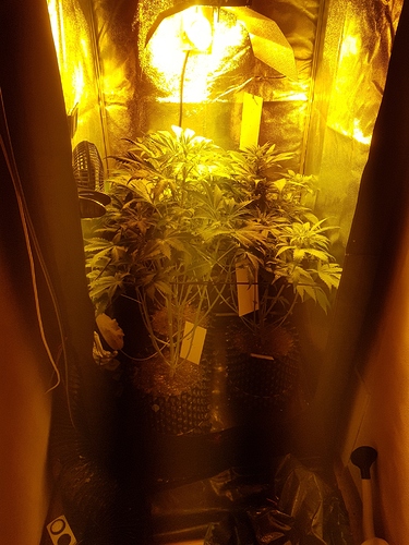 Growreport Bild 5