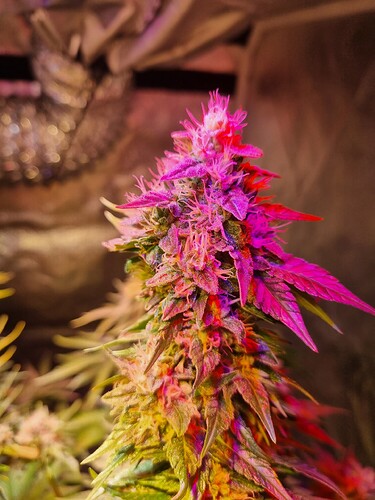 Growreport Bild 42