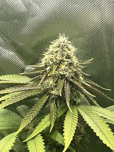 Growreport Bild 6