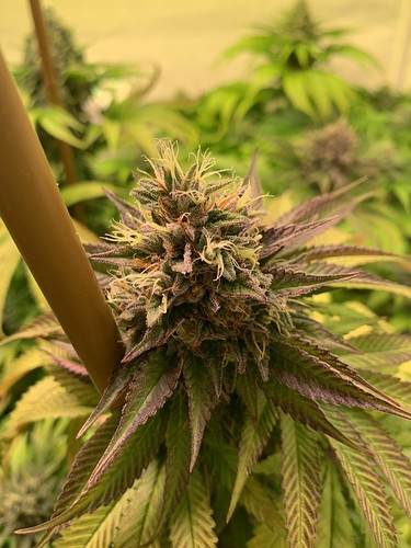 Growreport Bild 7
