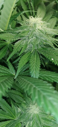 Growreport Bild 14