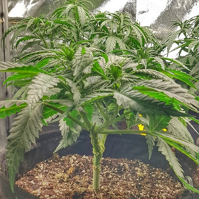 Growreport Bild 4