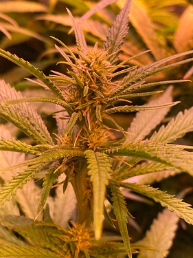 Growreport Bild 31