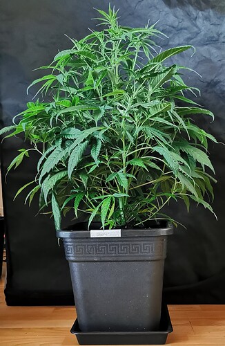 Growreport Bild 23