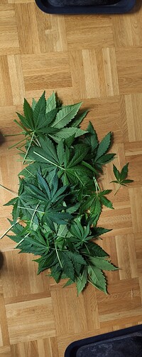 Growreport Bild 9