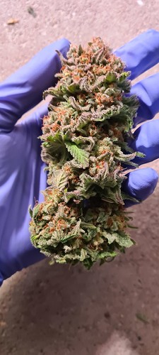 Growreport Bild 4