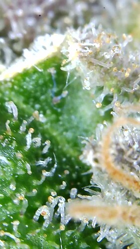 Growreport Bild 37